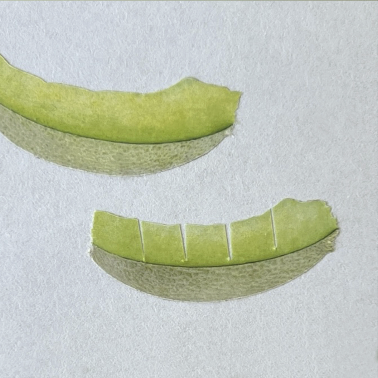 Zagne Korea Washi Tape - Cantaloupe Melon