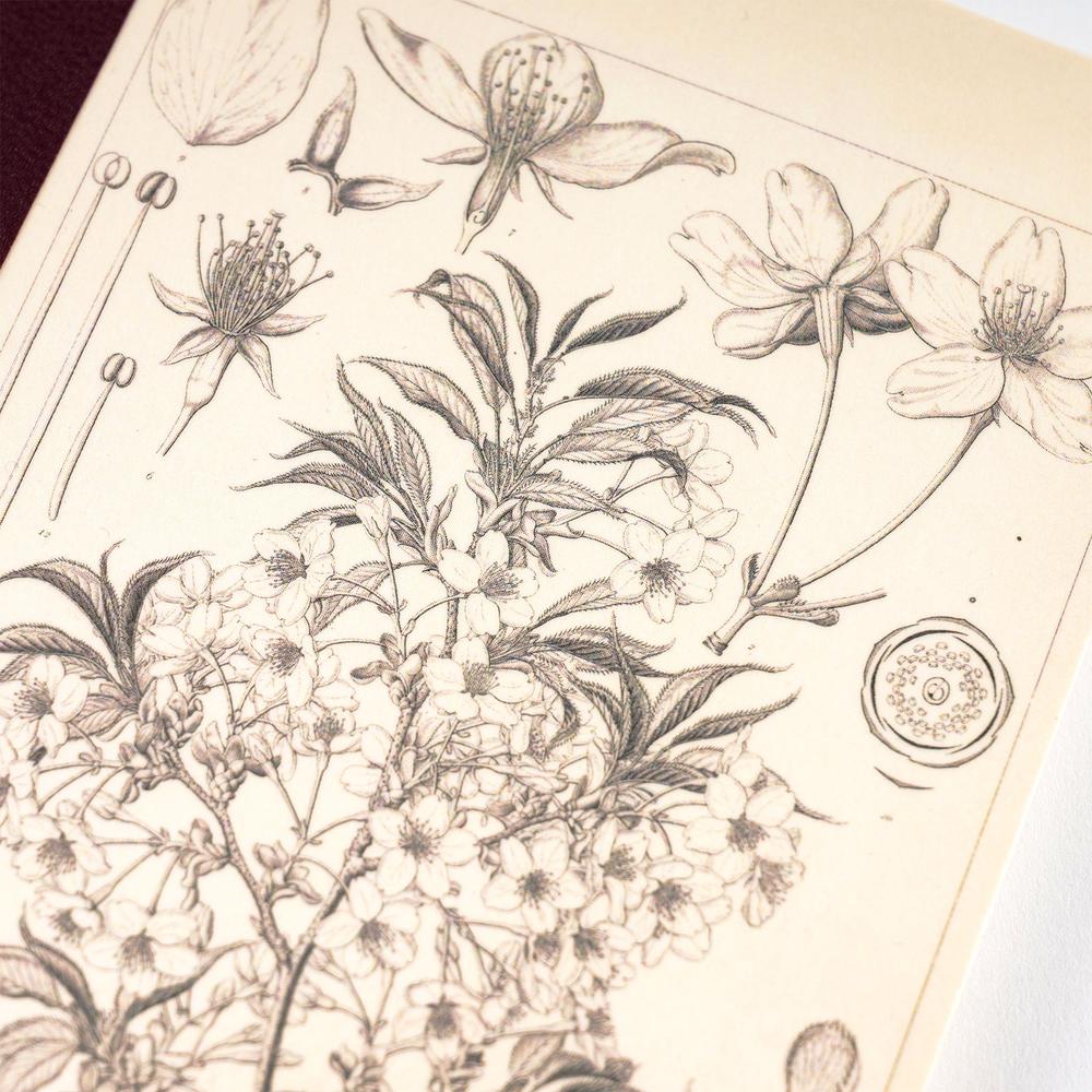 Hobonichi Techo Graph Notebook - Tomitaro Makino Yamazakura