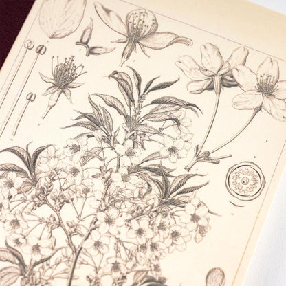 Hobonichi Techo Graph Notebook - Tomitaro Makino Yamazakura